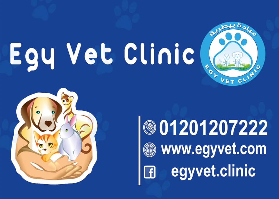 ring worm الامراض الجلدية وخاصة الفطريات (التنيا ) بالقطط